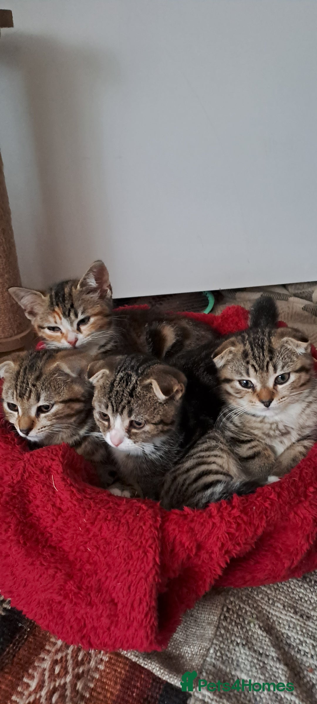 Scottish Fold cats for sale: Scottish fold/straight kittens  - Image 6