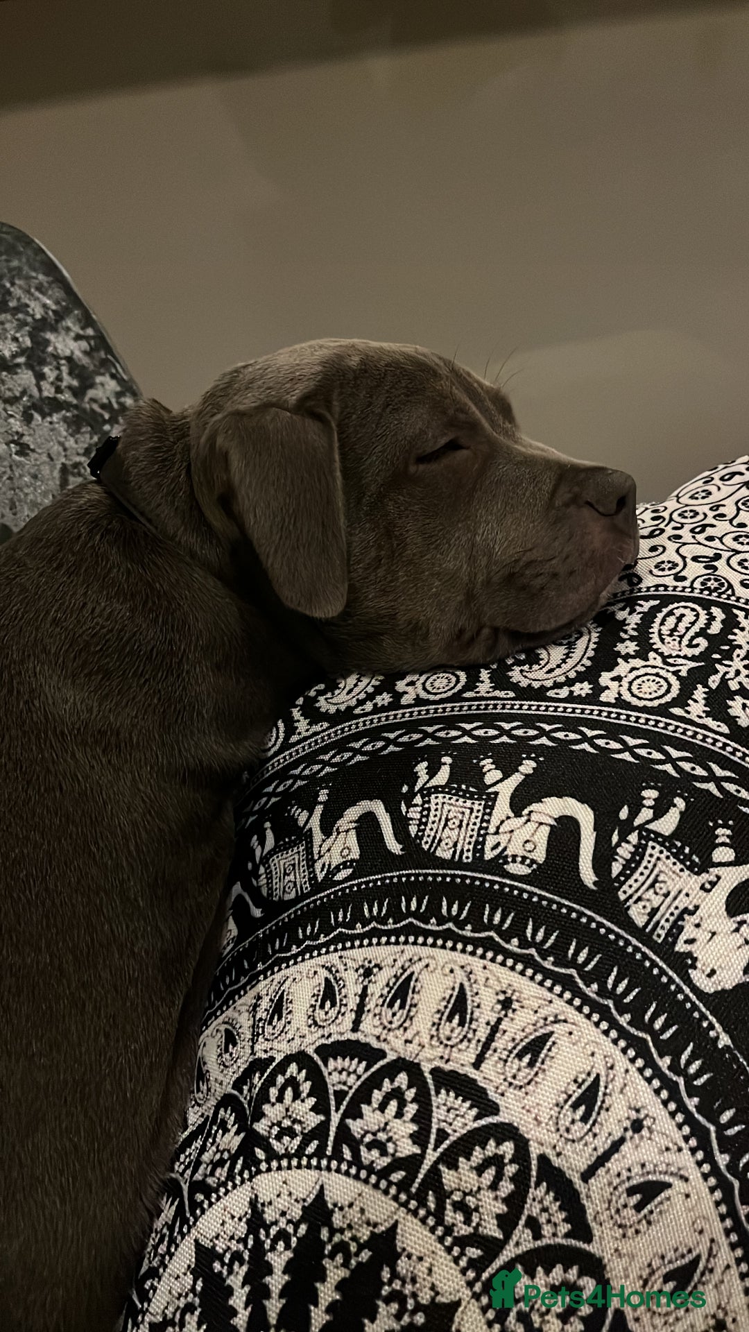 Staffordshire Bull Terrier dogs for sale: Yogi Bear 3 1/2 months old male Staff pup.  - Advert 6