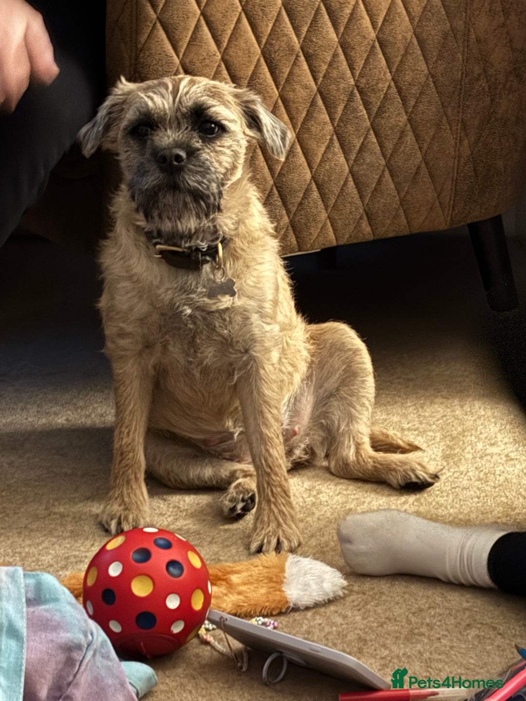 Border Terrier dogs for sale: KC Reg Border Terrier’s - 3 girls available - Advert 4