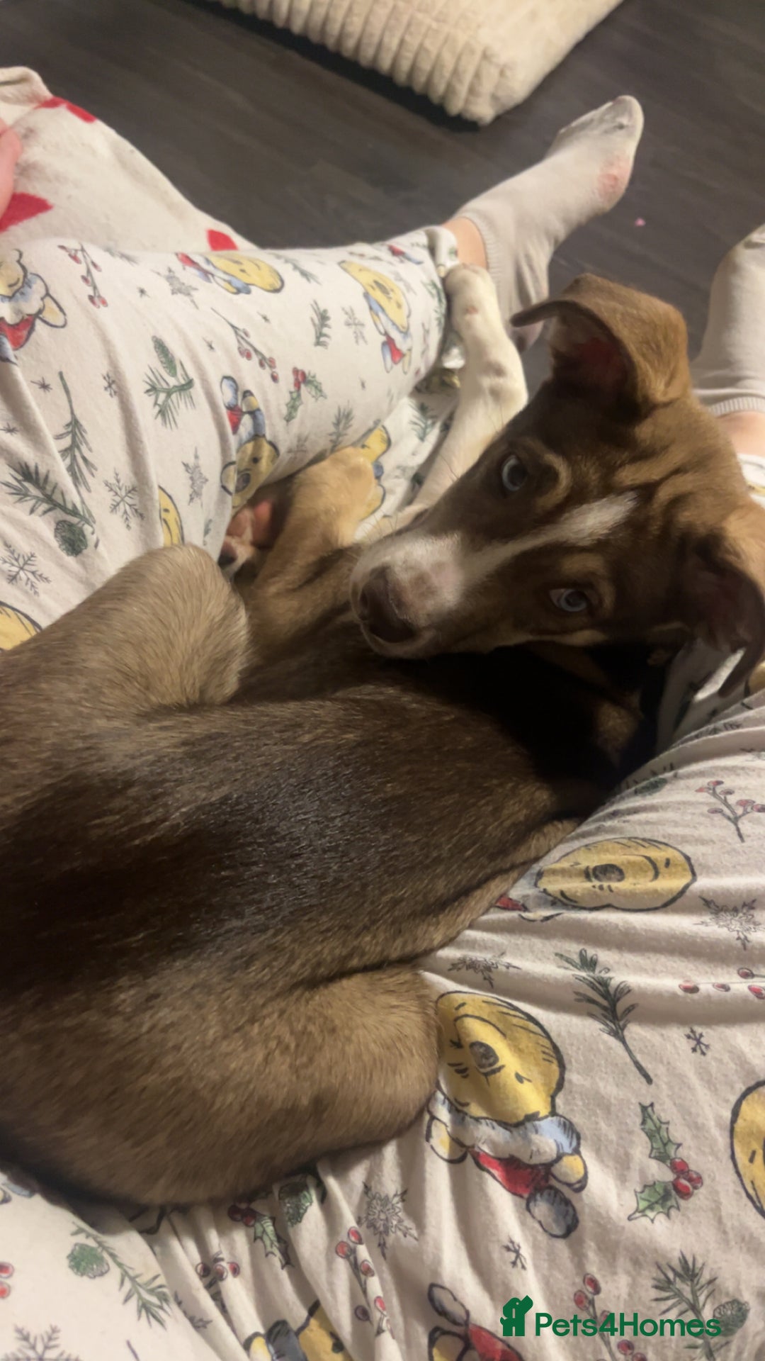 Mixed Breed dogs for sale: Husky cross (named Toffie) - Advert 3