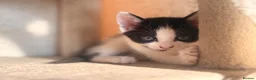 Domestic Shorthair cats for sale: Adorable Kittens 🐱 💕💙 in Dereham - Advert 20