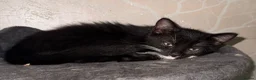 Mixed Breed cats for sale: 4 gorgeous playful kittens in Derby - Advert 4