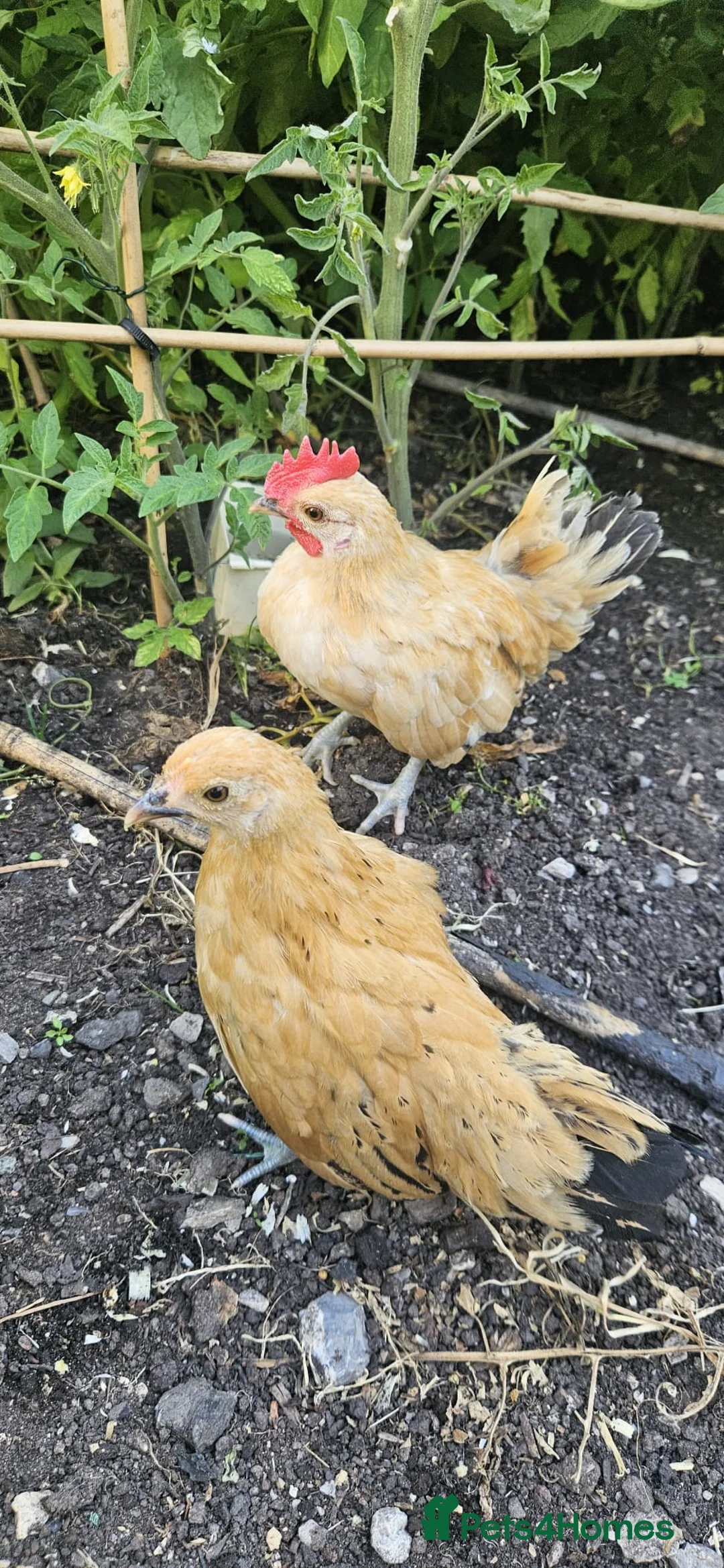 Chickens poultry for sale: 🐓 Serama Bantam Chickens 🐓 - Advert 1