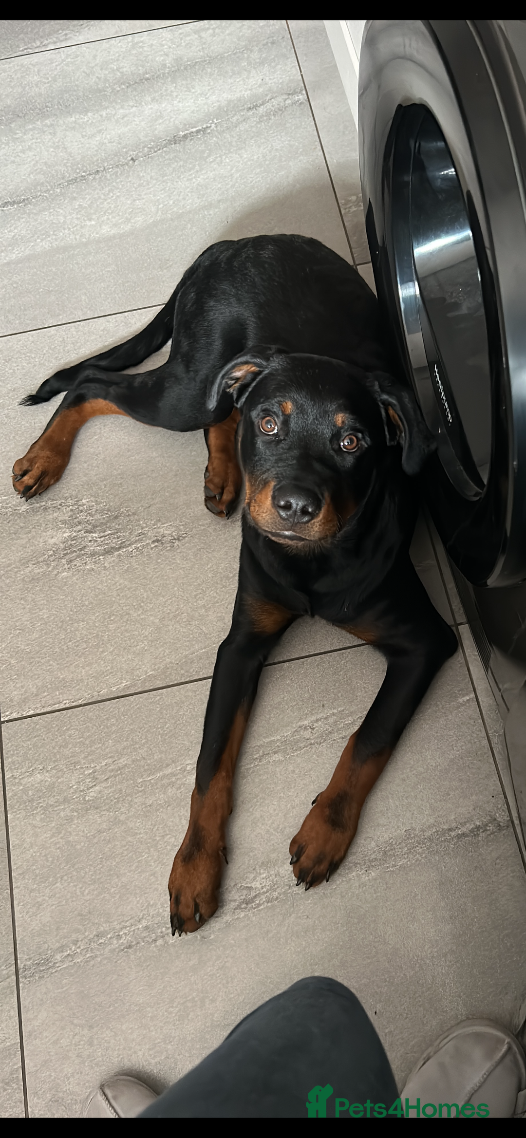 Rottweiler dogs for sale: Zeus  - Image 1