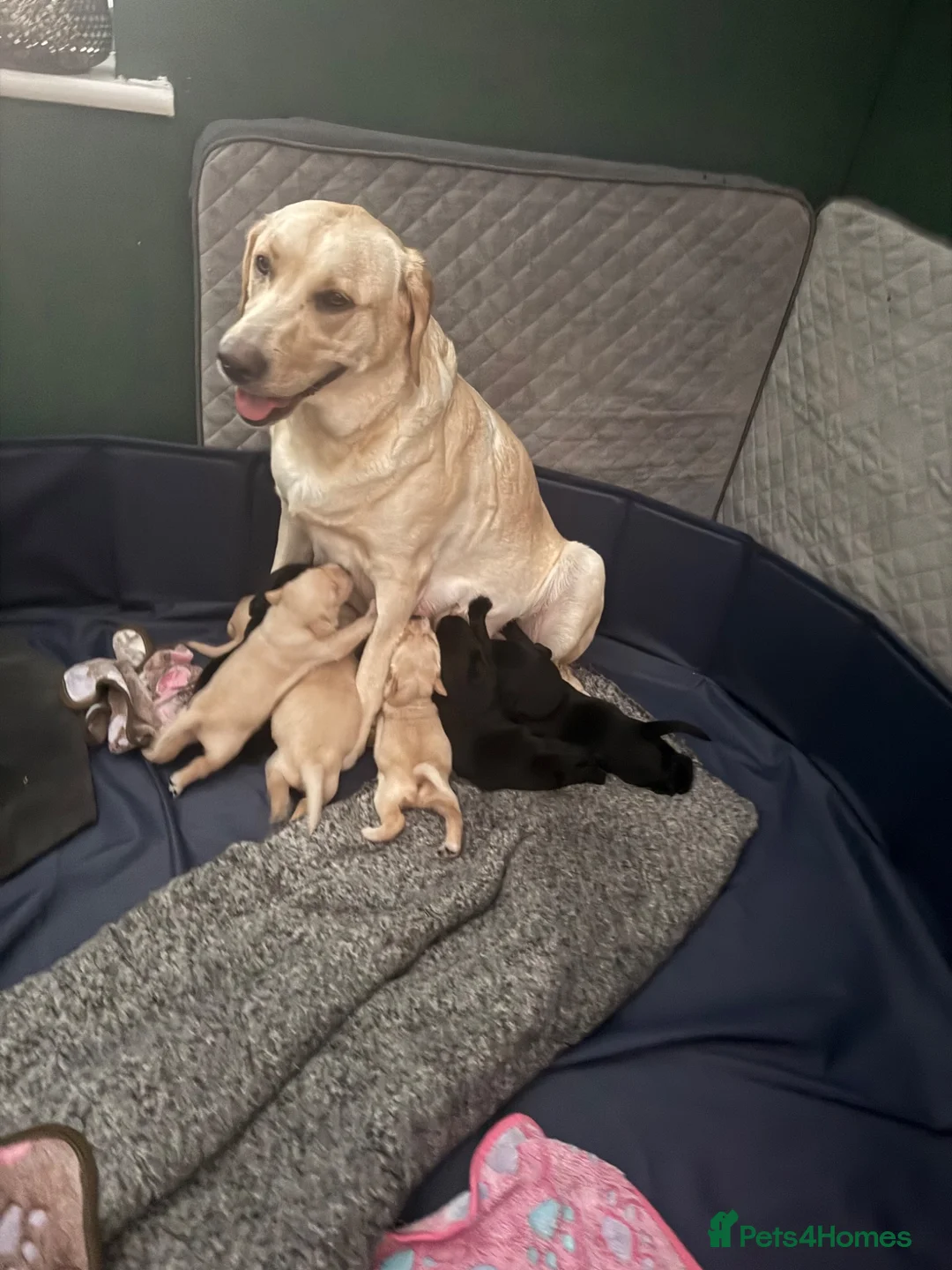 Labrador Retriever dogs for sale: 3 blonde boys available  in Chelmsford - Advert 1