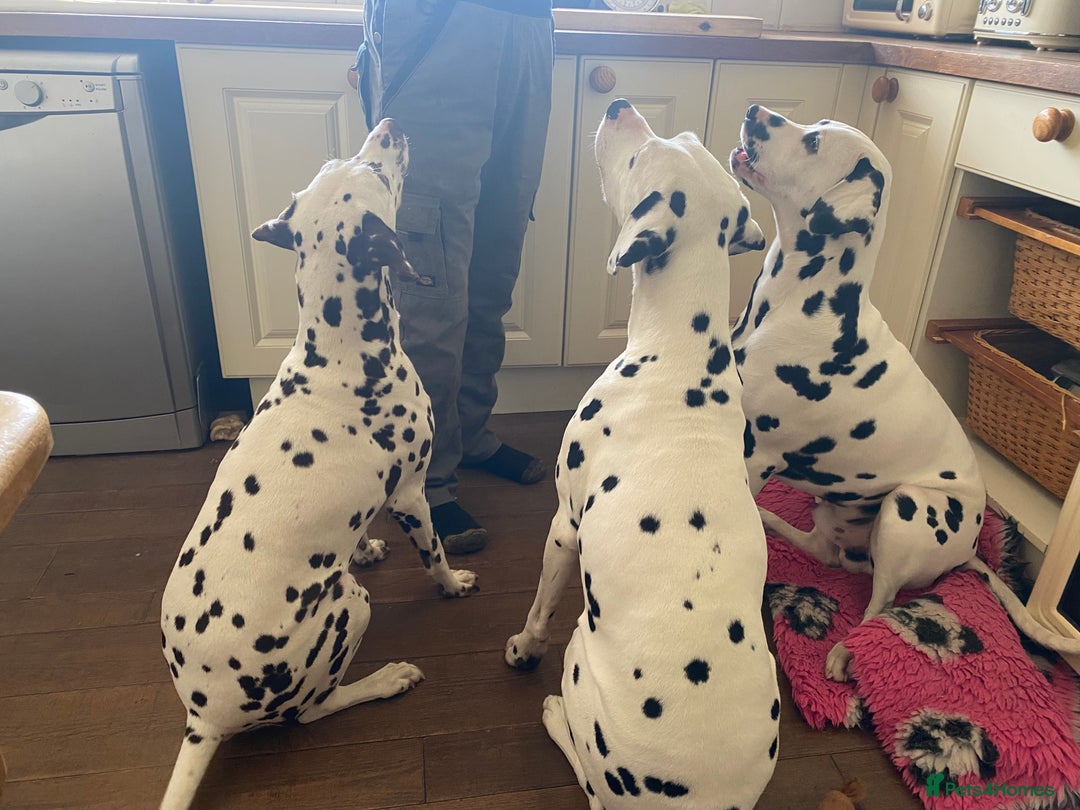 Dalmatian dogs for sale: Top quality show type Dalmatian pups 🐶  - Image 3