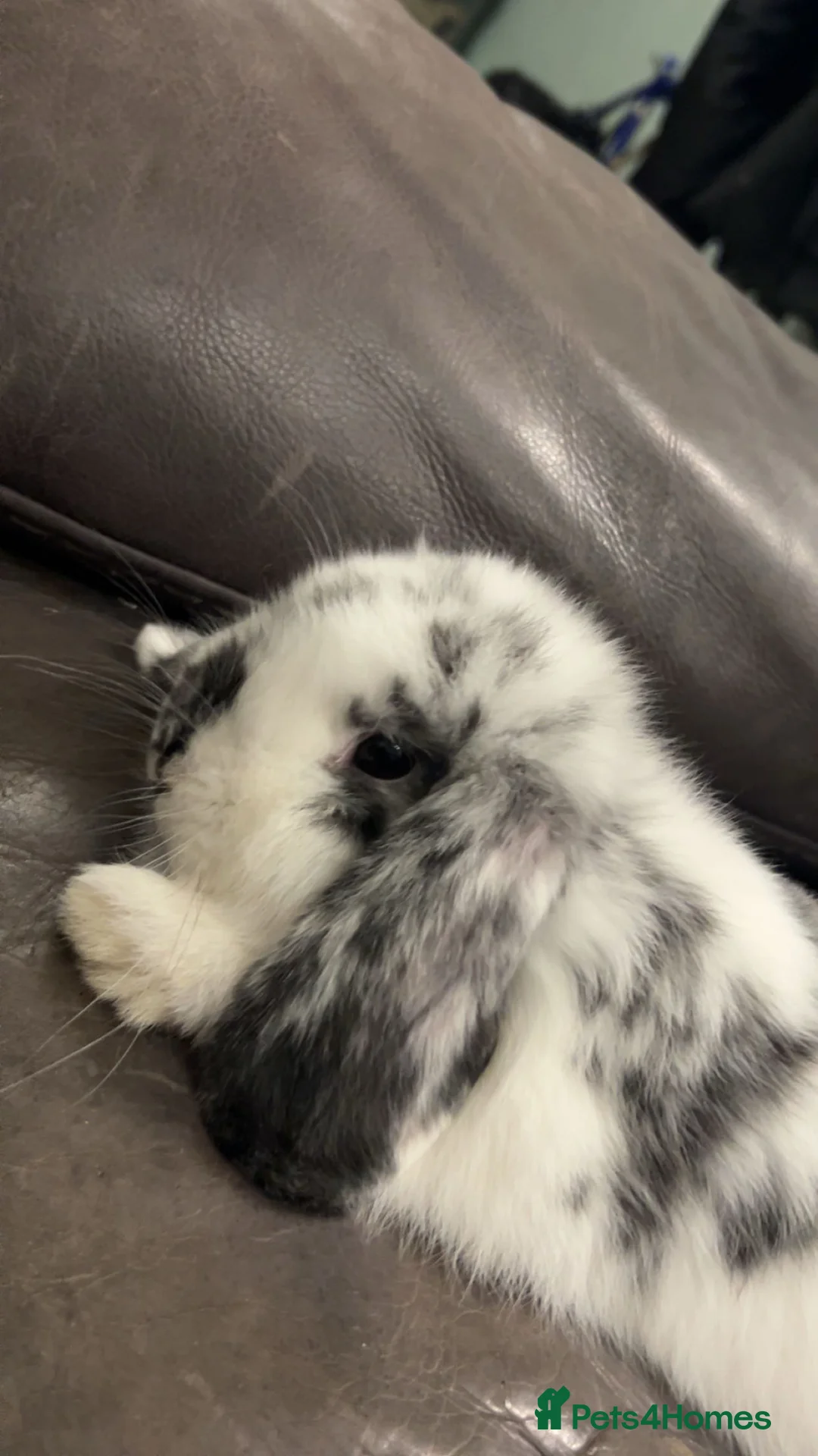 English Lop rabbits for sale: Oreo gorgeous friendly rabbit  in Bolton - Advert 3
