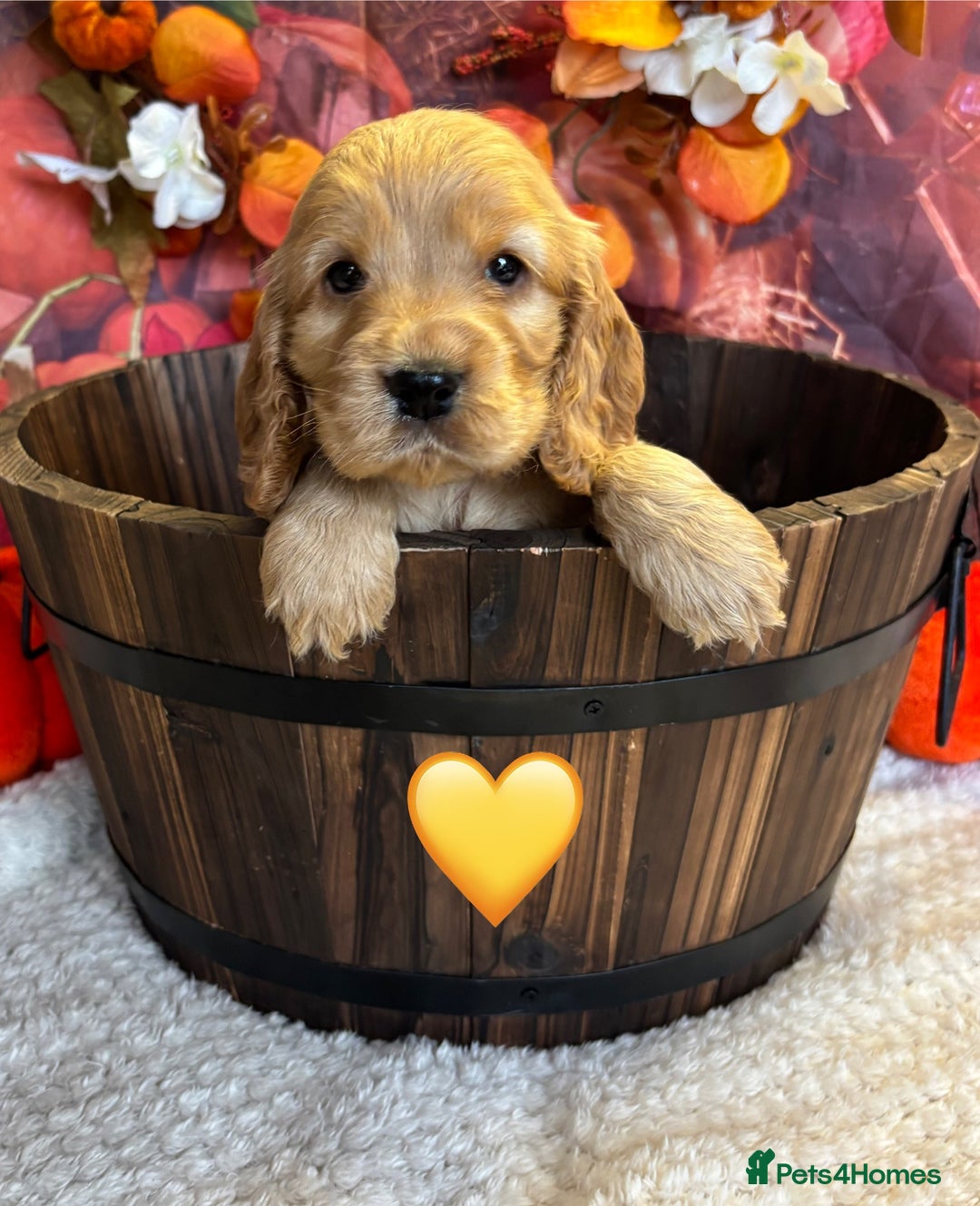 Cocker Spaniel dogs for sale: Beautiful KC Show Cocker Spaniels💙🩷 - Image 10