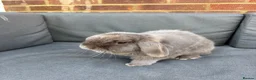 Mini Lop rabbits for sale: Two spayed sister minilops - Star and Lily  in Hook - Advert 6