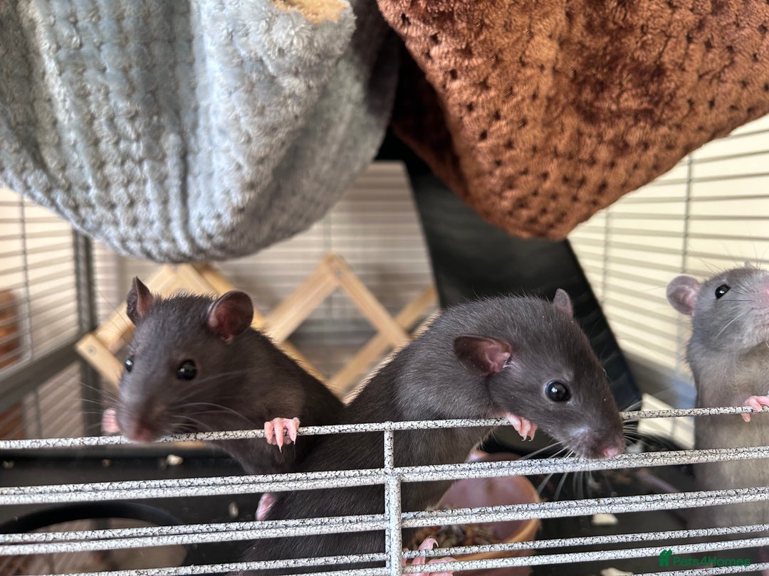 Rat rodents for sale: Baby girl rats - Advert 5