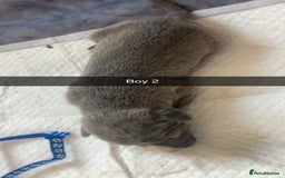 Mixed Breed dogs for sale: PressaXAmerican bull dog  - Image 6