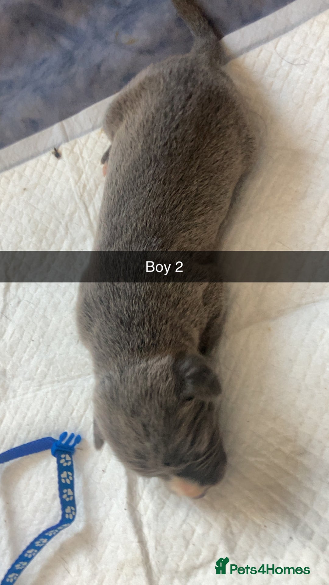 Mixed Breed dogs for sale: PressaXAmerican bull dog  - Image 6