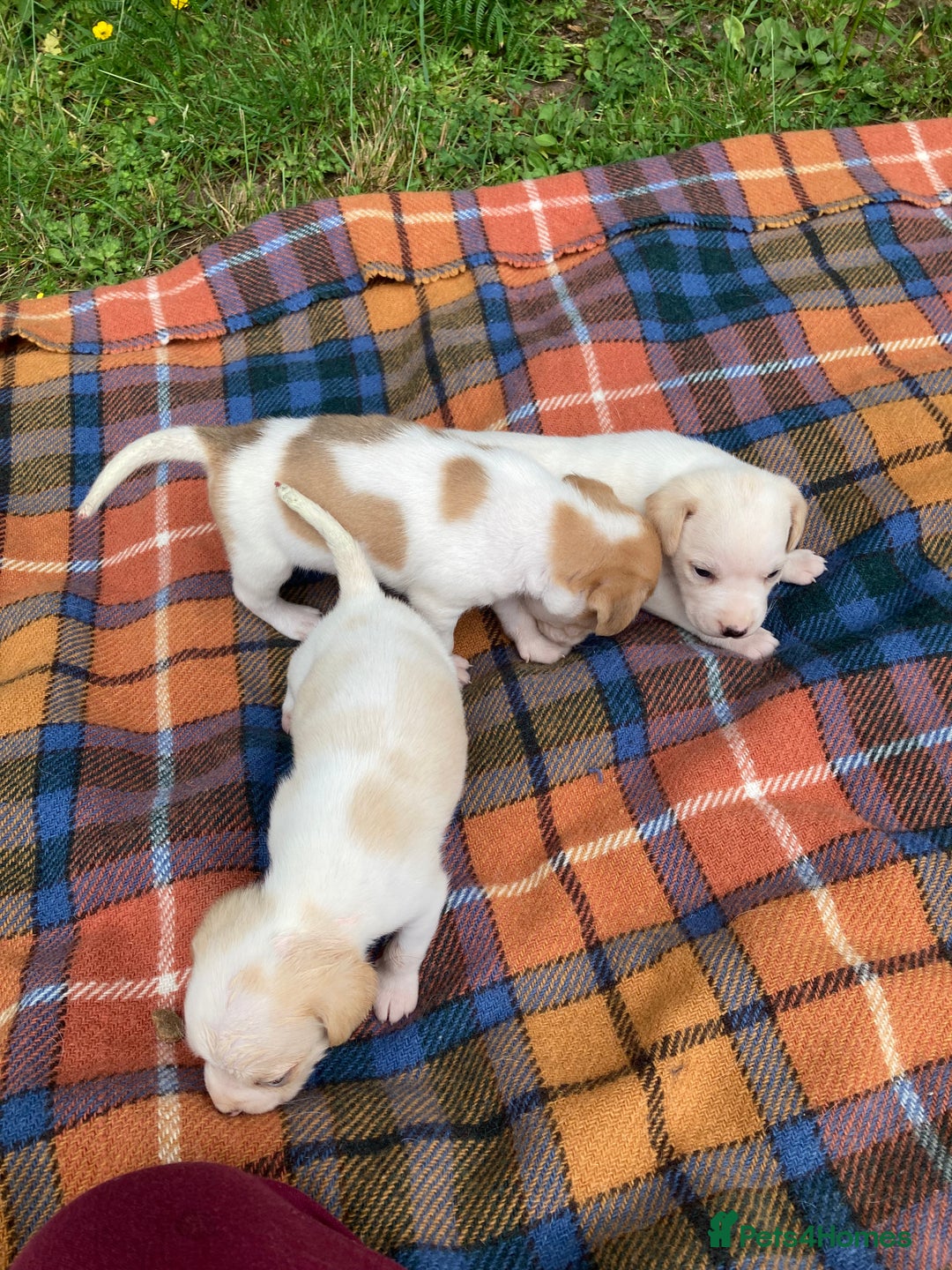 Beagle dogs for sale: Beautiful beagle puppies  - Image 13