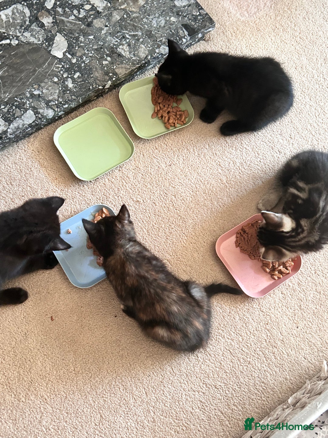 Mixed Breed cats for sale: Purr- fectly Adorable Kittens for loving homes - Advert 7