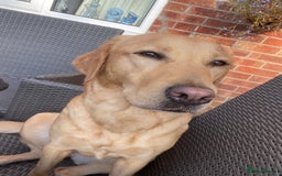 Labrador Retriever dogs for sale: Pedigree labradors  - Image 3