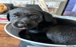 Labrador Retriever dogs for sale: Beautiful Labrador puppies 4 coats colour  - Image 26