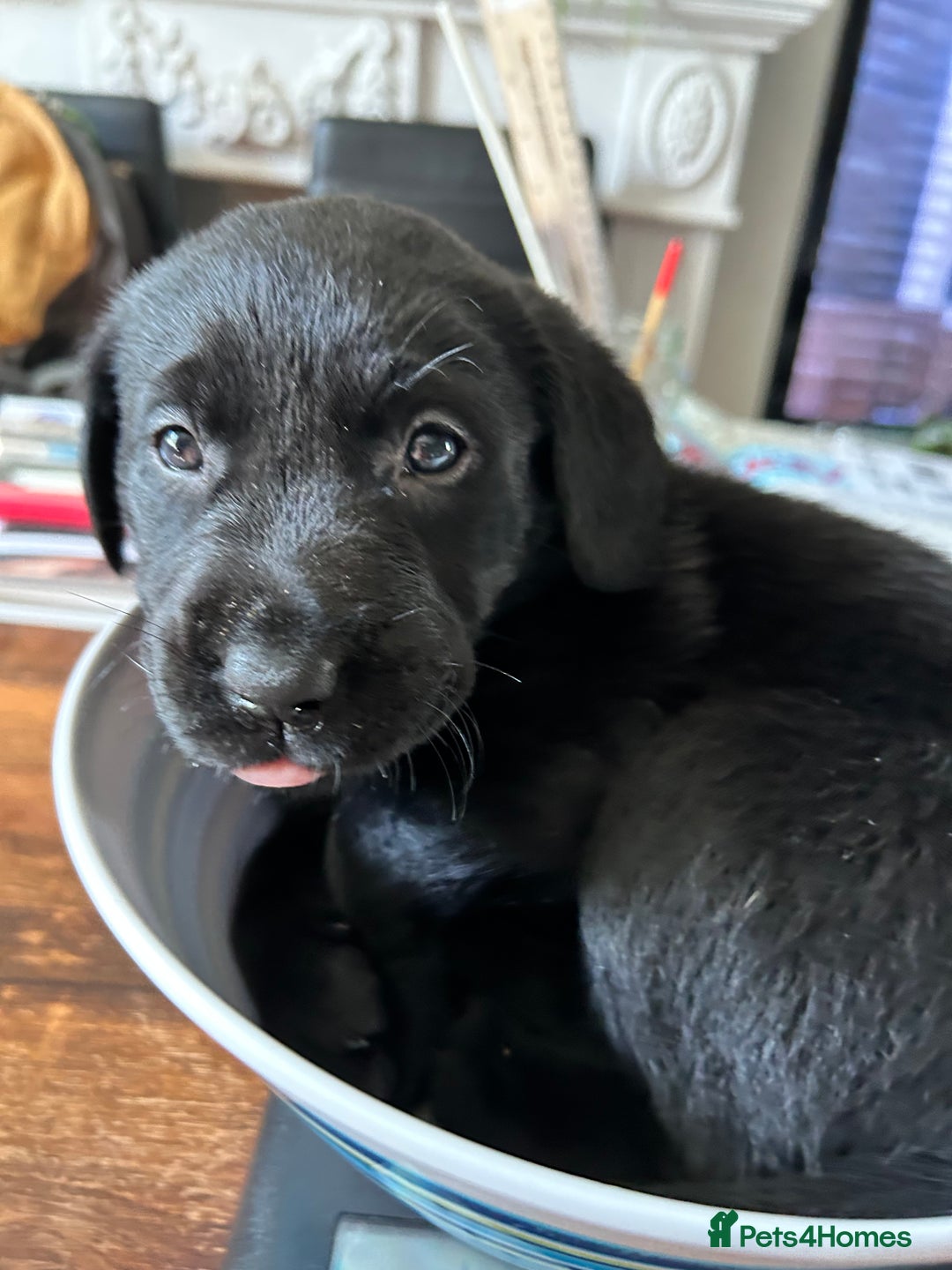 Labrador Retriever dogs for sale: Beautiful Labrador puppies 4 coats colour  - Image 26