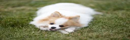 Pomeranian dogs for sale: Unique Boy with Blue Eyes - Advert 11