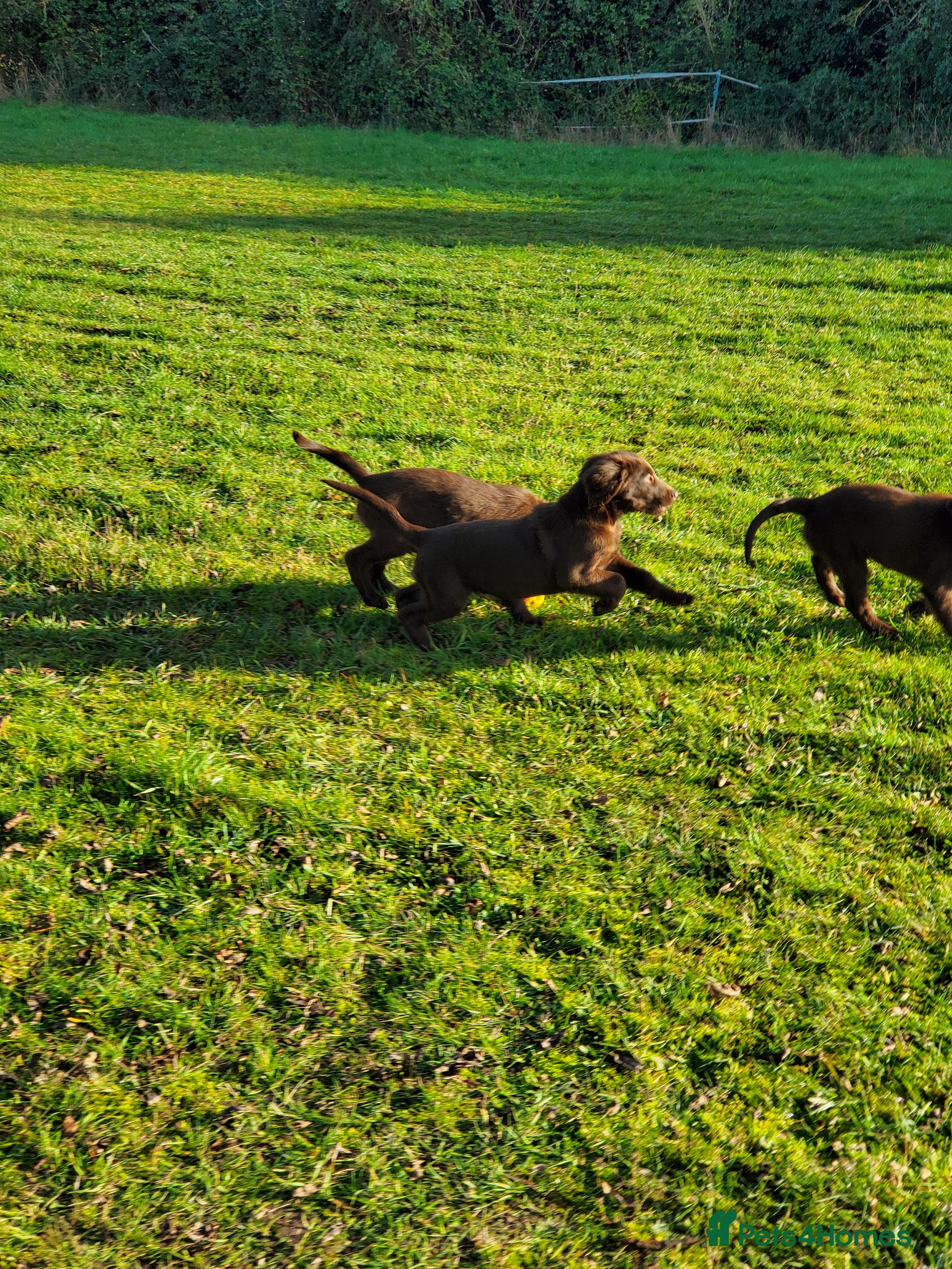 Flat coated Retriever dogs Lovely Boys Looking For Looking for Home - Advert 1