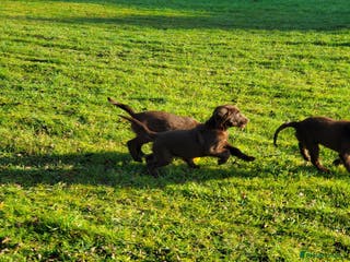 Flat coated Retriever dogs Lovely Boys Looking For Looking for Home - Advert 18