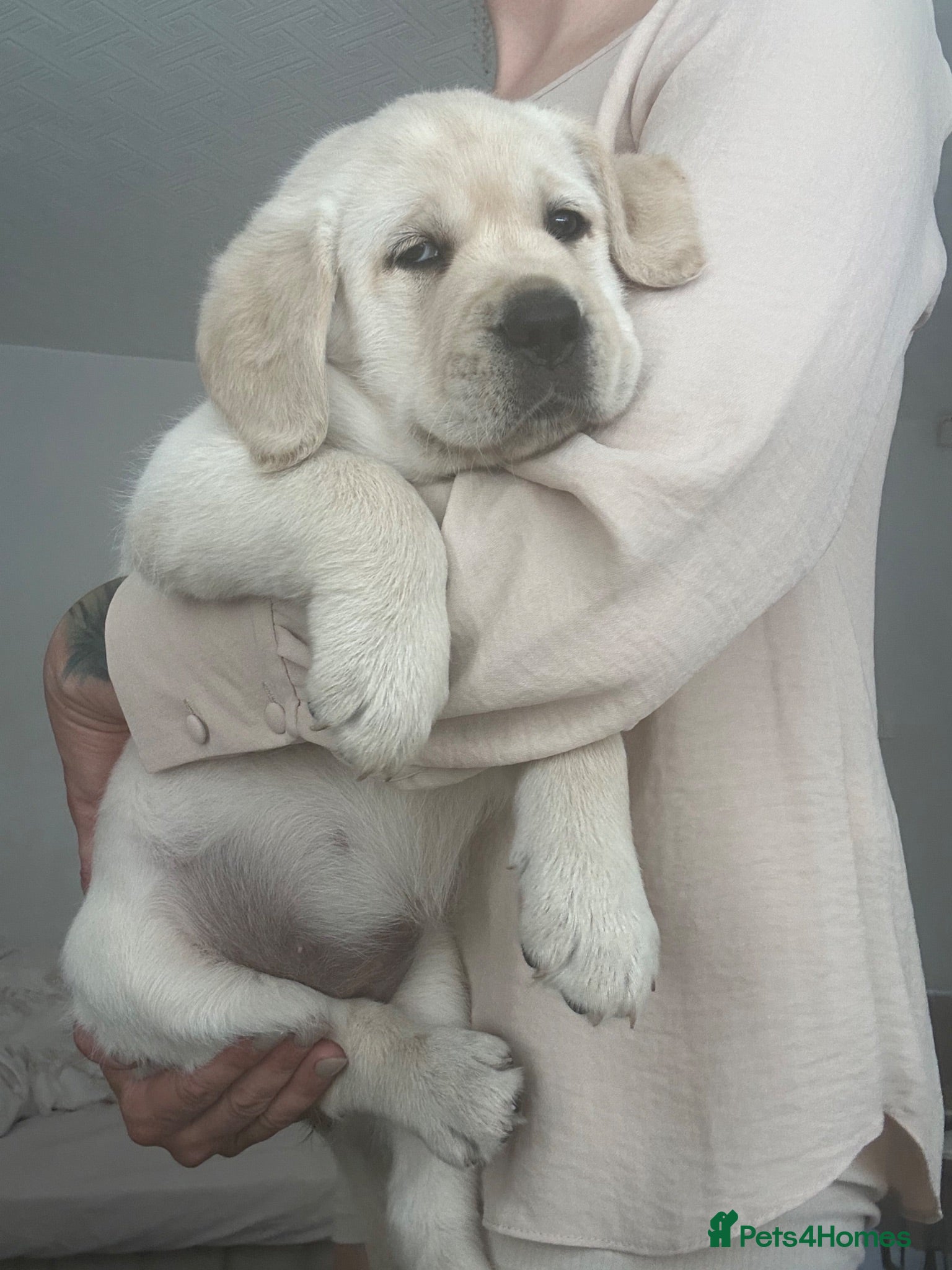 Goldador dogs Last one girl Champion Bloodline Goldador - Advert 18
