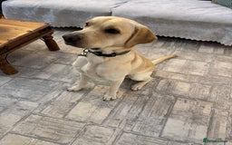 Labrador Retriever dogs for sale: Labrador retriever  - Advert 3
