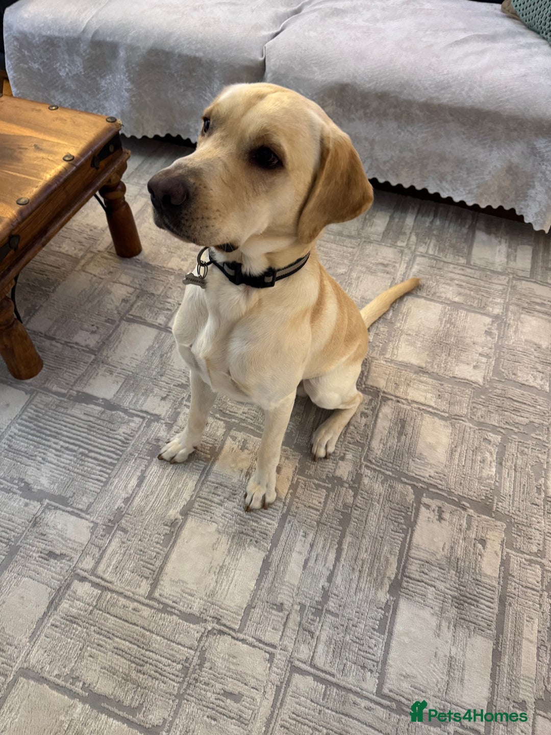 Labrador Retriever dogs for sale: Labrador retriever  - Advert 3