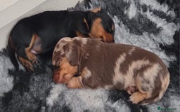 Miniature Dachshund dogs for sale: Amazing longhaired Miniature Dachshunds - Image 14