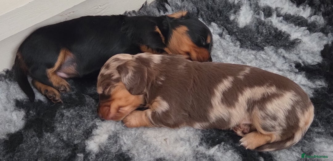 Miniature Dachshund dogs for sale: Amazing longhaired Miniature Dachshunds - Image 14