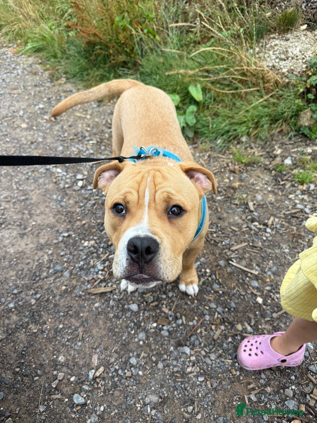 Mixed Breed dogs for sale: Winston - Image 4
