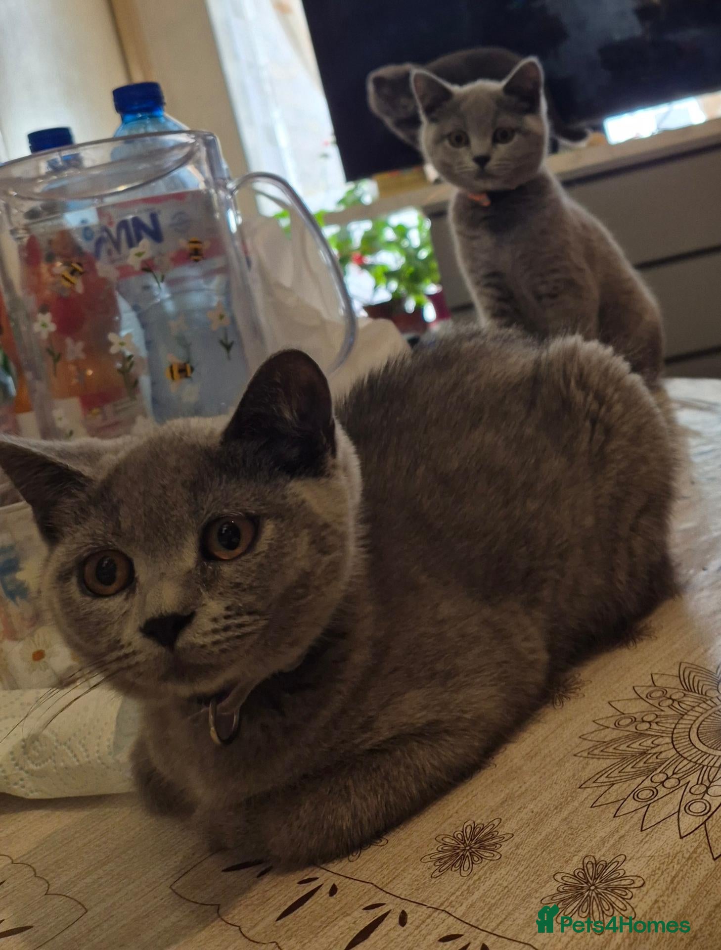 British Shorthair cats British shorthair  - Advert 1
