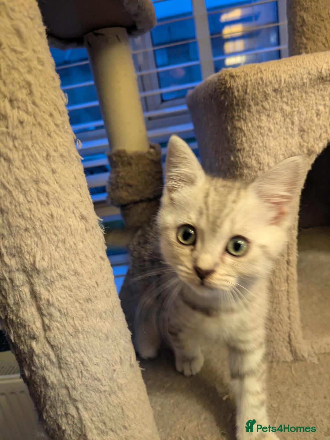 Mixed Breed cats for sale:  Beautiful British Shorthair Cross Ragdoll kittens - Advert 9