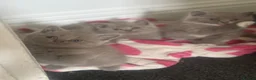 Mixed Breed cats for sale: British /snowshoe healthy kittens  in Carshalton - Advert 18