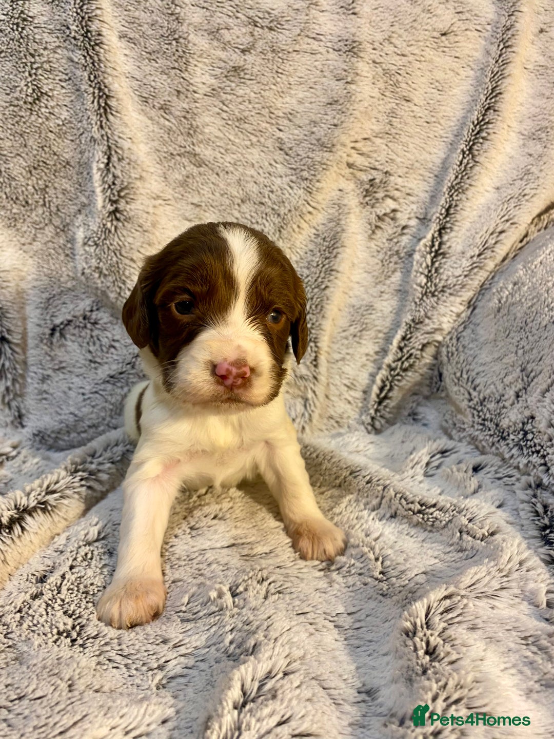 English Springer Spaniel dogs for sale: English springer spaniel pups  - Advert 4