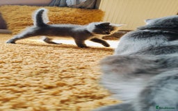 British Shorthair cats for sale: ❤️Gorgeous Scottish Fold/Straight kittens❤️ - Image 22