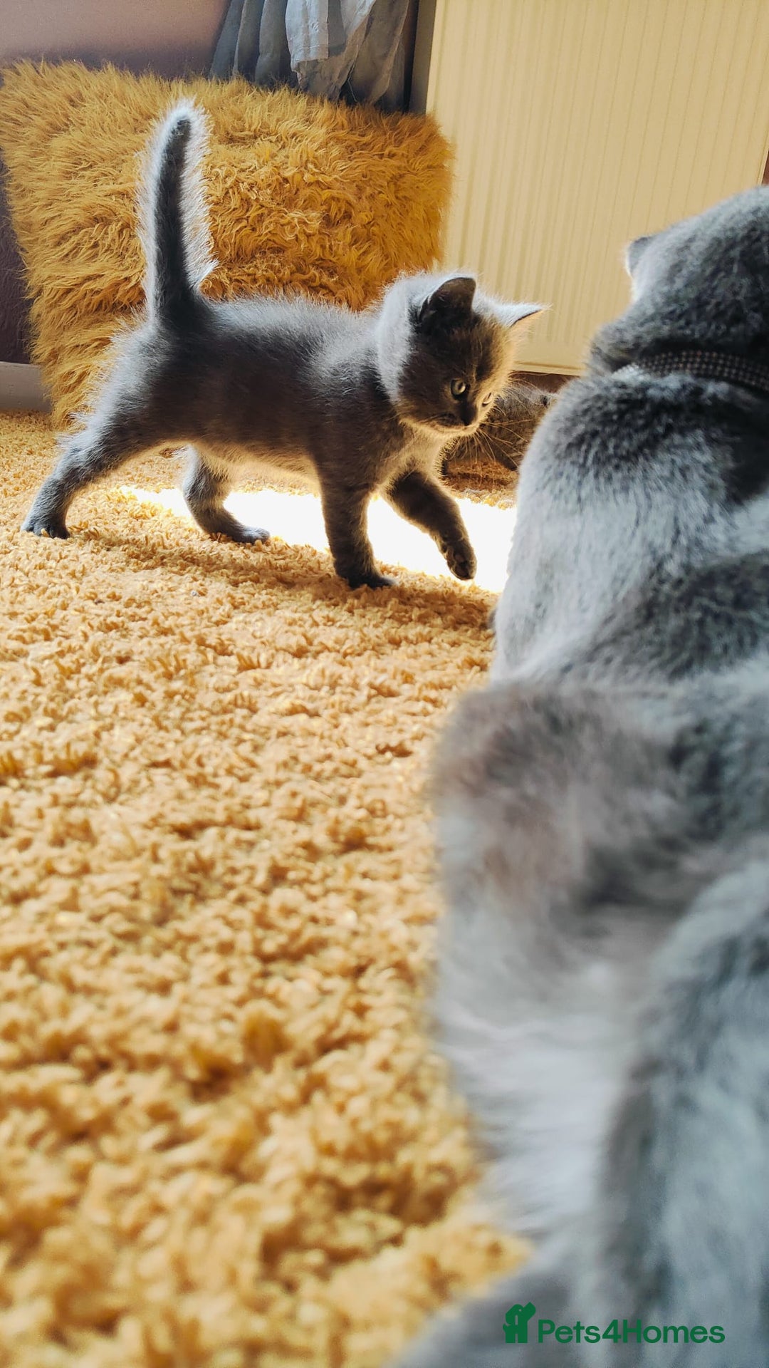British Shorthair cats for sale: ❤️Gorgeous Scottish Fold/Straight kittens❤️ - Image 22