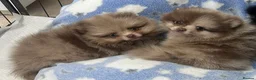 Pomeranian dogs for sale: 🧸 Incredible Teddy Bear Thai Line Pom puppies 🧸 - Advert 15