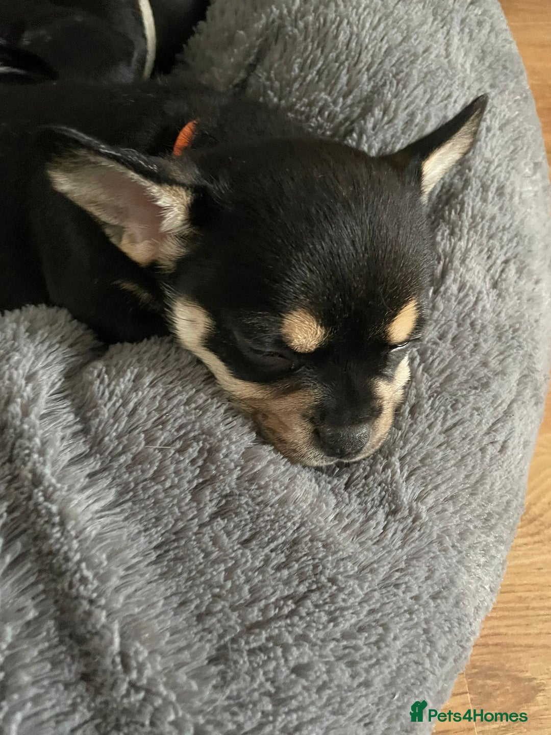 Mixed Breed dogs for sale: Beautiful puppies - Advert 32