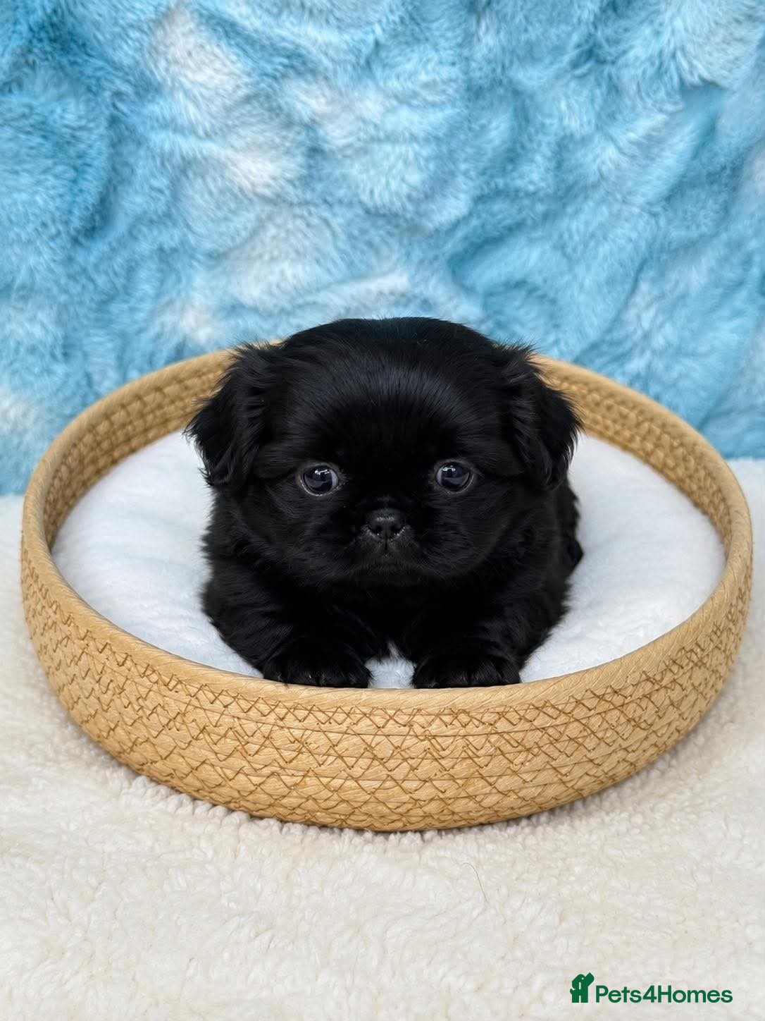Shih Tzu dogs Stunning litter colours 😍 Imperial Shihzu babies  - Advert 1