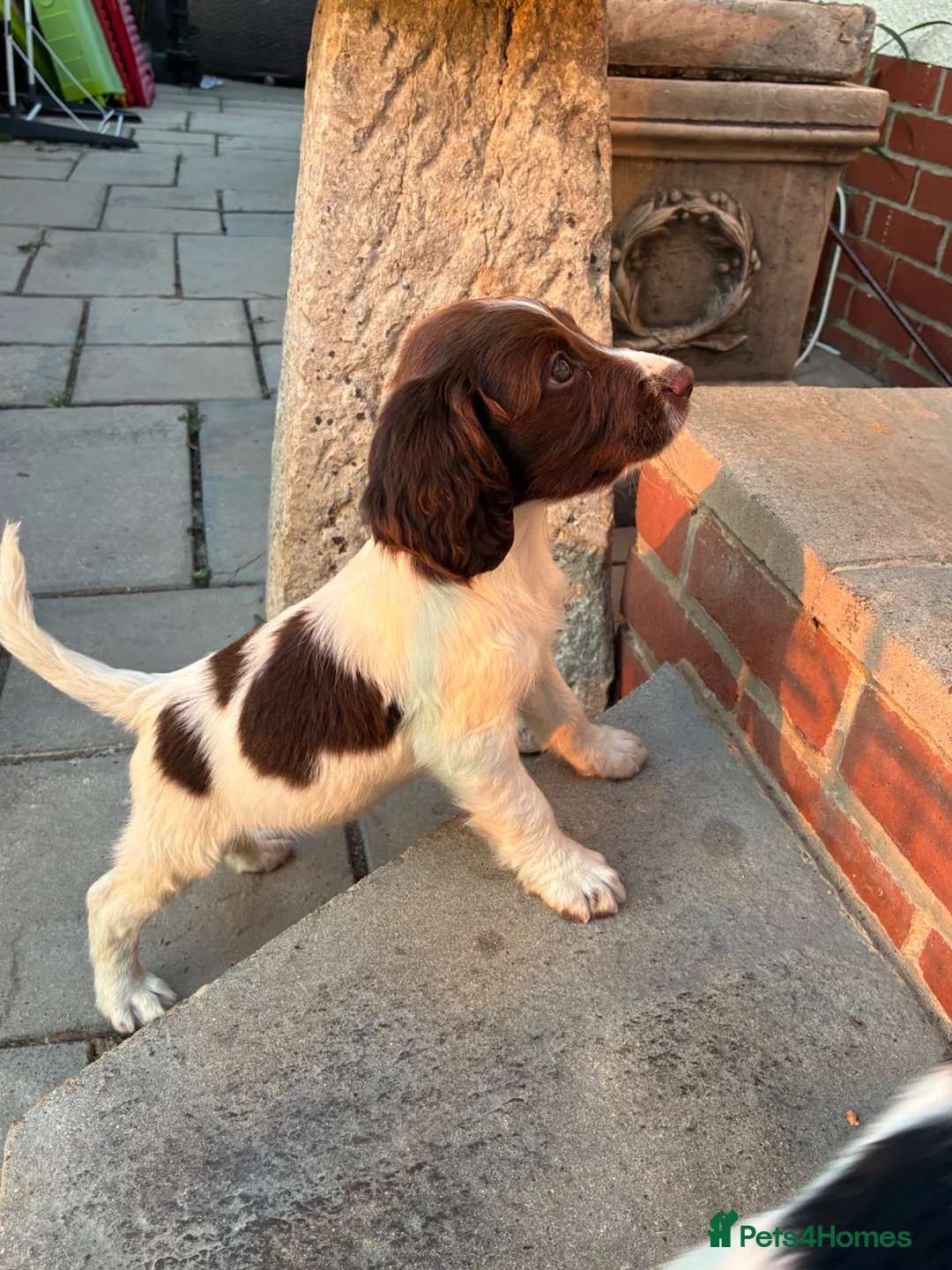 English Springer Spaniel dogs for sale: Beautiful springer spaniel puppies  - Advert 2