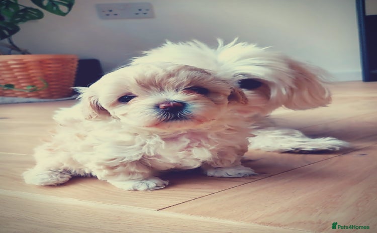 Maltipoo dogs - Advert 3