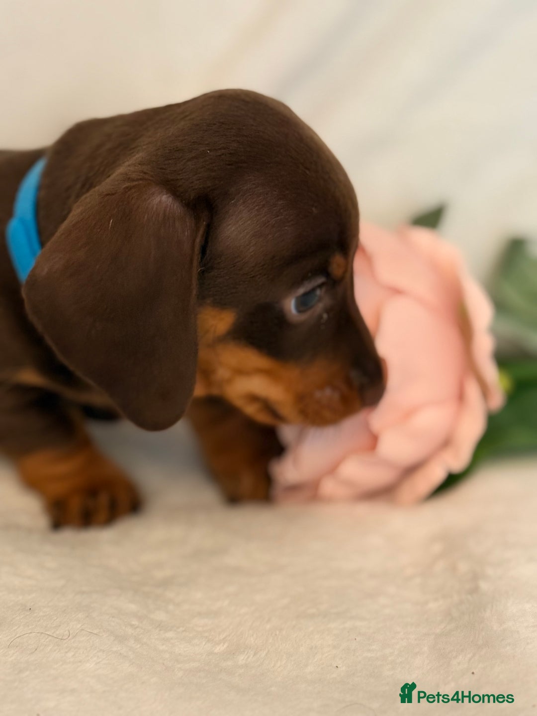 Miniature Dachshund dogs for sale: Stunning miniature dachshunds - tiny parents  - Image 5