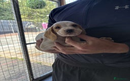 Beagle dogs for sale: 7 wonderful cocker spaniel x beagle❤️🏡 - Image 13