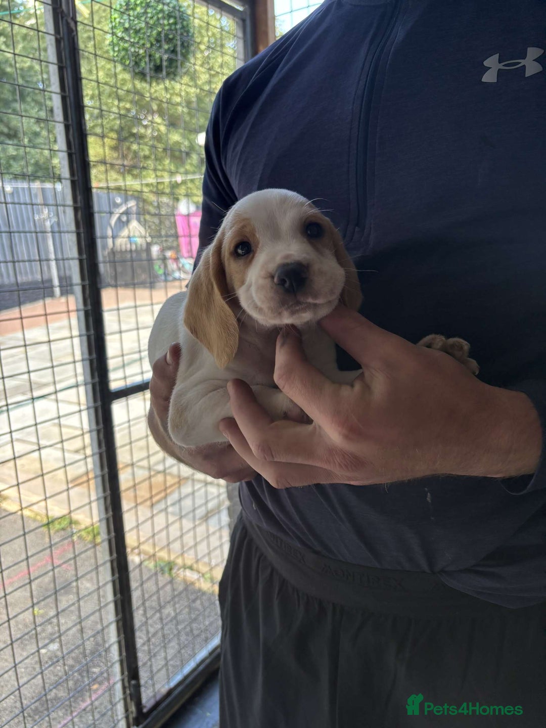 Beagle dogs for sale: 7 wonderful cocker spaniel x beagle❤️🏡 - Image 13
