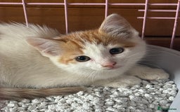 Mixed Breed cats for sale: Gorgeous little boy for sale  - Image 1