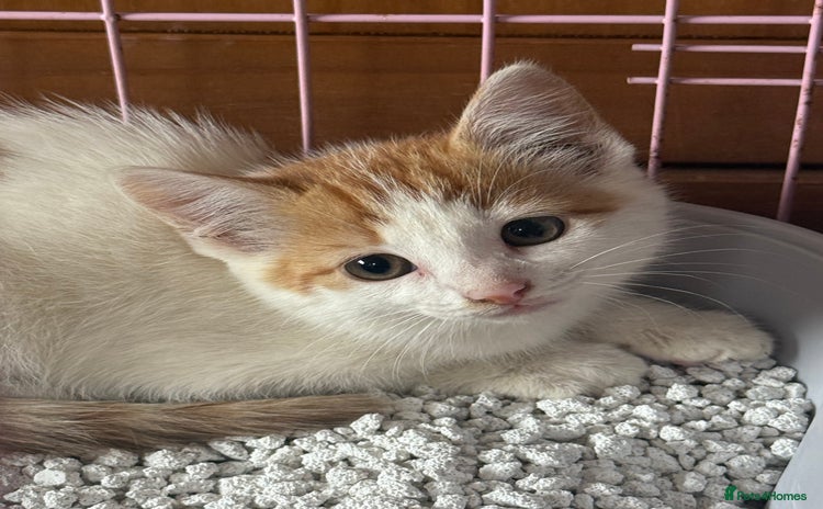 Mixed Breed cats - Advert 16