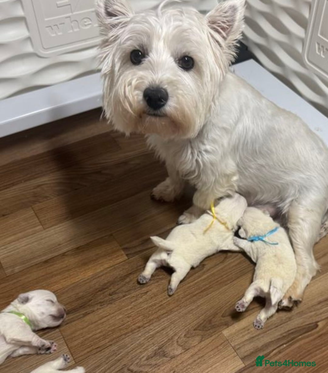 West Highland Terrier dogs for sale: Traditional Pedigree West Highland Terrier Pups  - Image 10