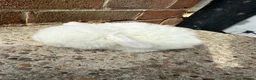 Mini Lop rabbits for sale: Babies for Reservation  - Advert 4