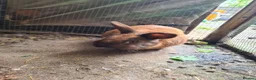 Mixed Breed rabbits for sale: Male mini lop x lionhead - Advert 6