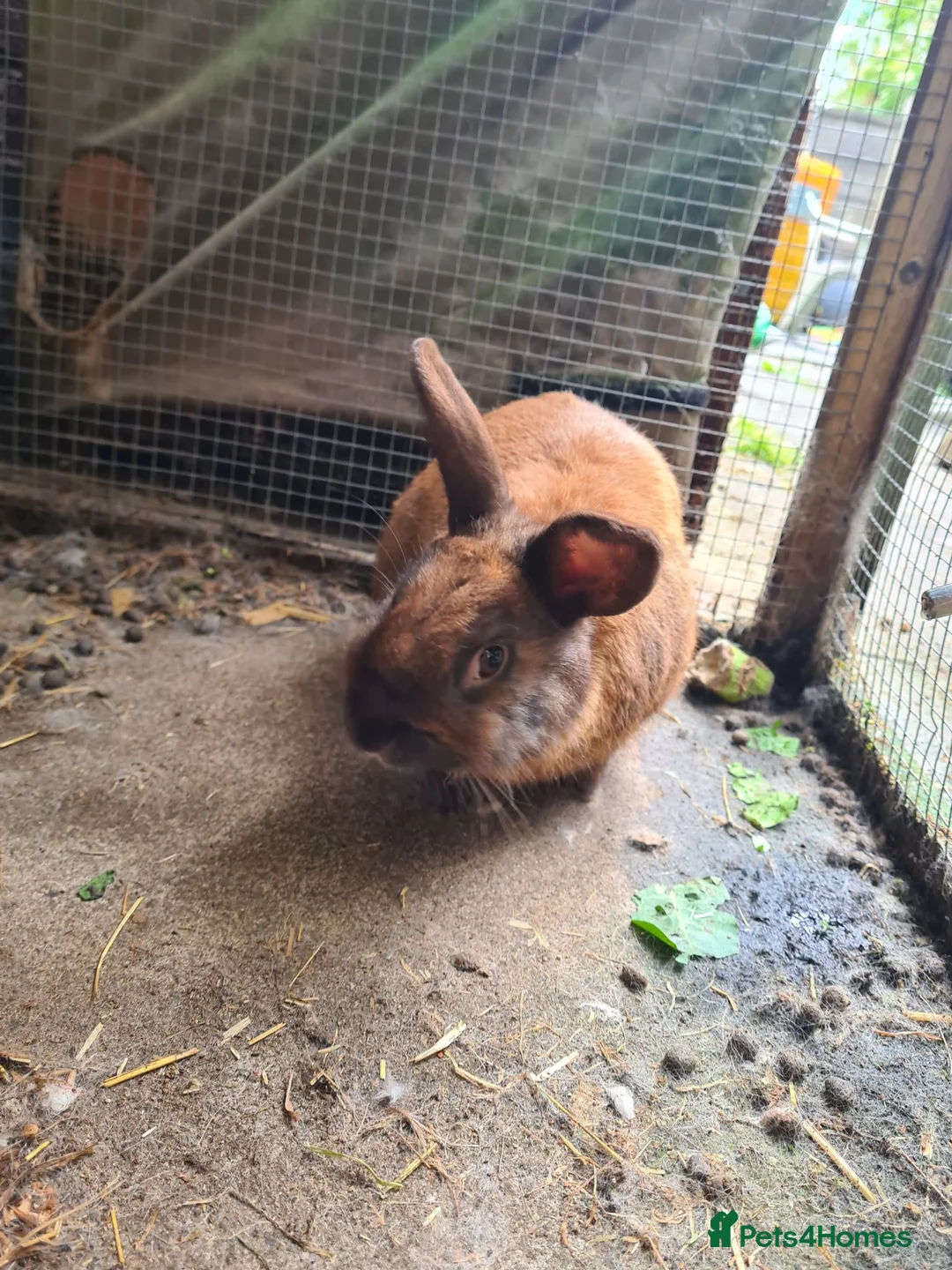 Mixed Breed rabbits for sale: Male mini lop x lionhead - Advert 6